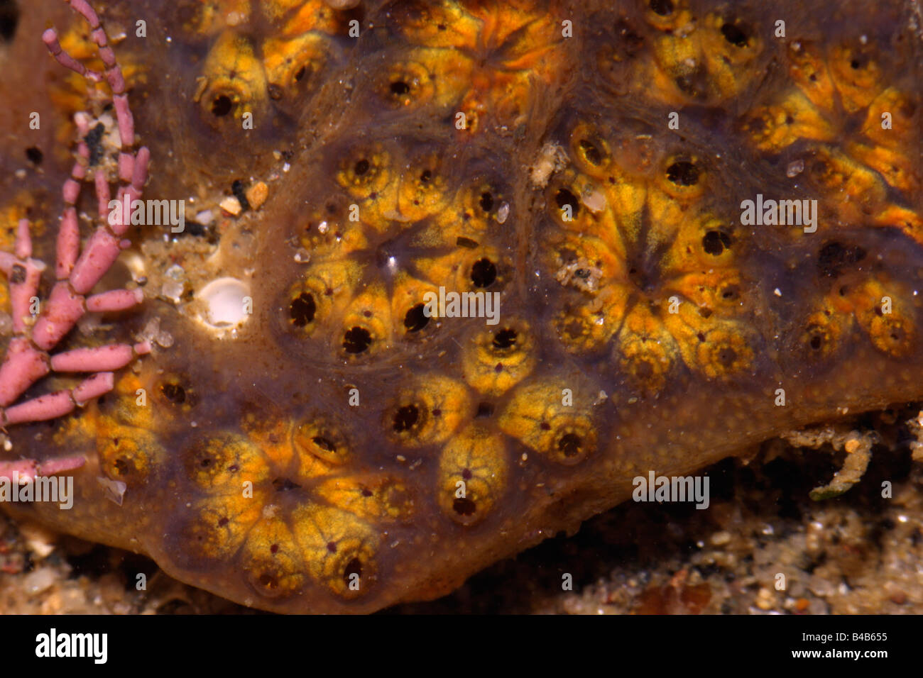 Star ascidian, Golden star tunicate, Botryllus schlosseri a sea squirt in a rock pool UK Stock Photo