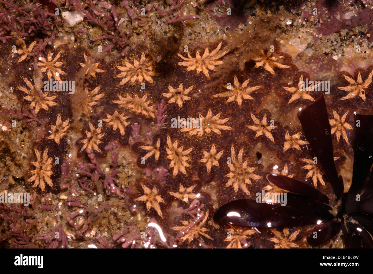 Golden star tunicate Botryllus schlosseri star ascidian star sea squirt UK Stock Photo
