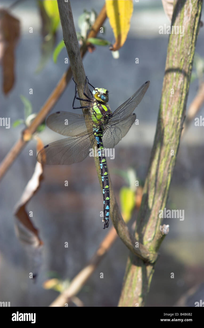 Male Southern Hawker Dragonfly Stock Photo