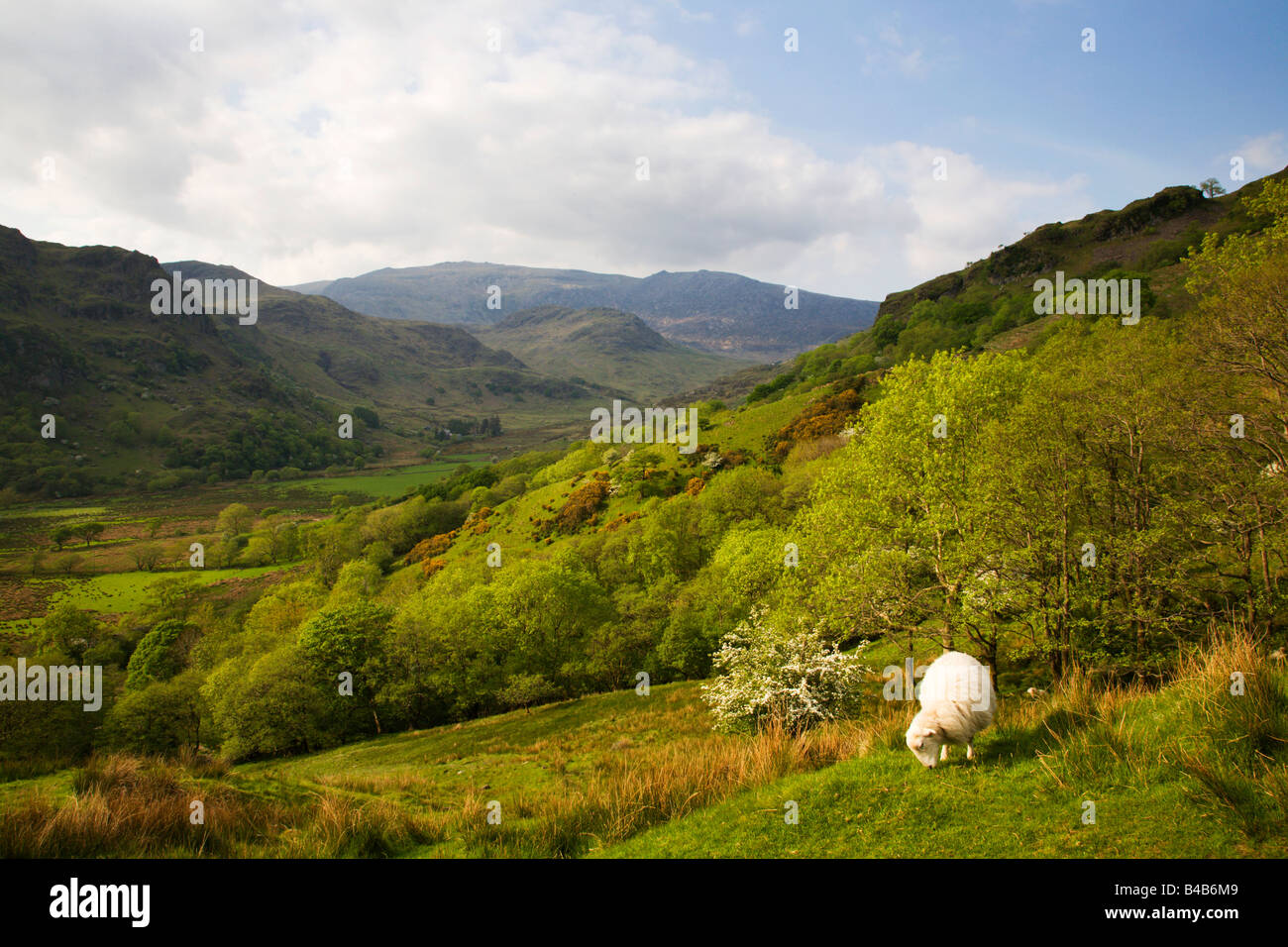 Sheep Grazing Glaslyn Valley Snowdonia Wales Stock Photo - Alamy