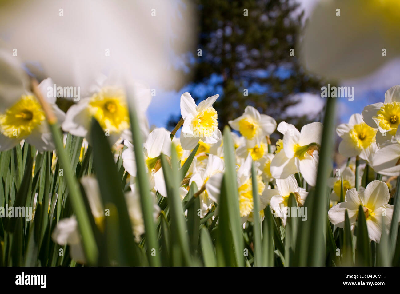 Daffodils, Willamette Valley, Oregon, USA Stock Photo