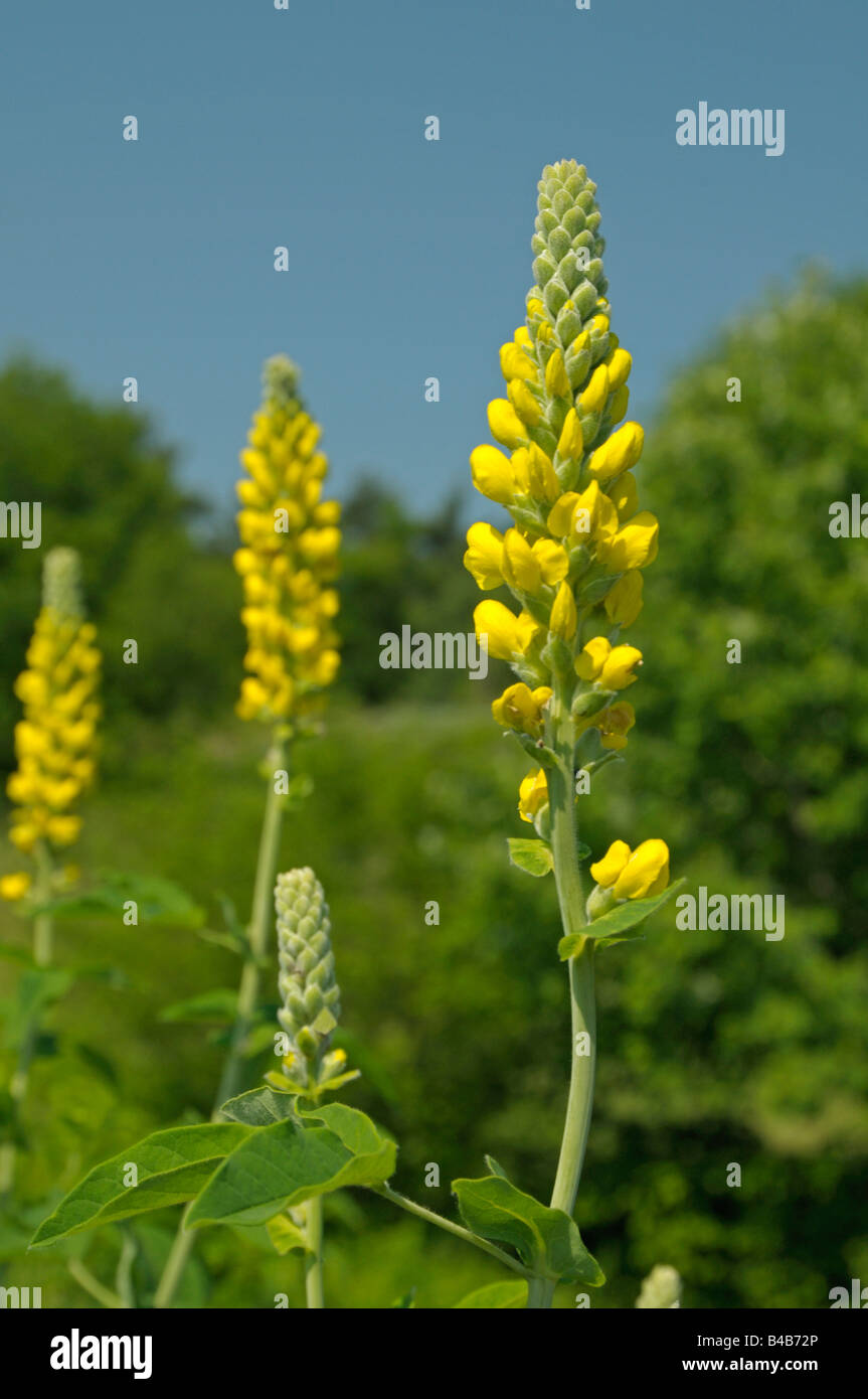 Carolina Lupin (Thermopsis villosa), flowering Stock Photo Alamy