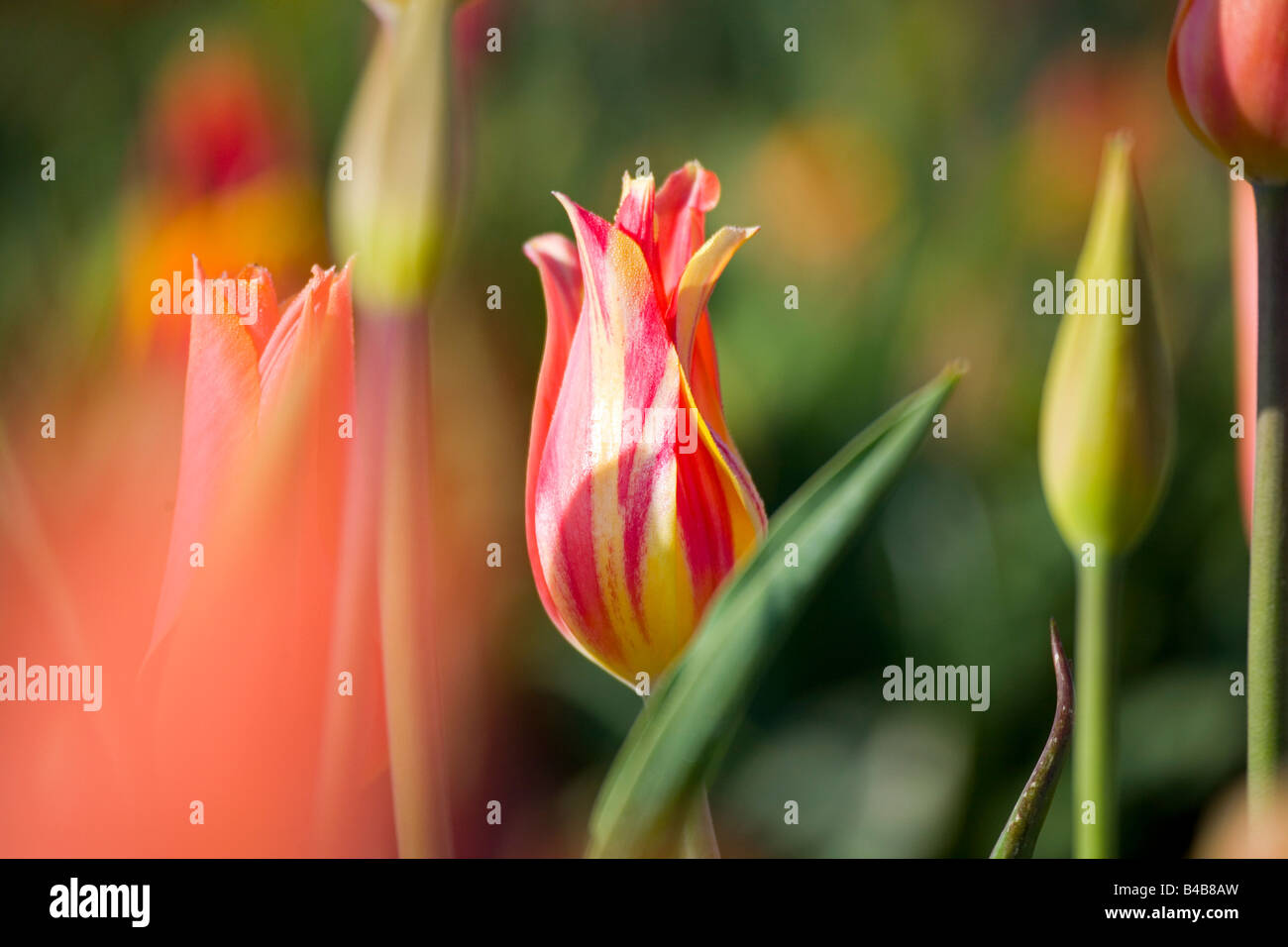 Tulips in bloom Stock Photo
