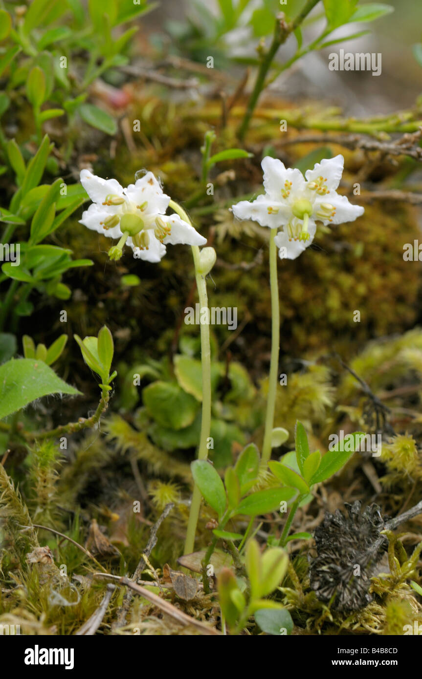 Woodnymph (Moneses uniflora), flowering Stock Photo