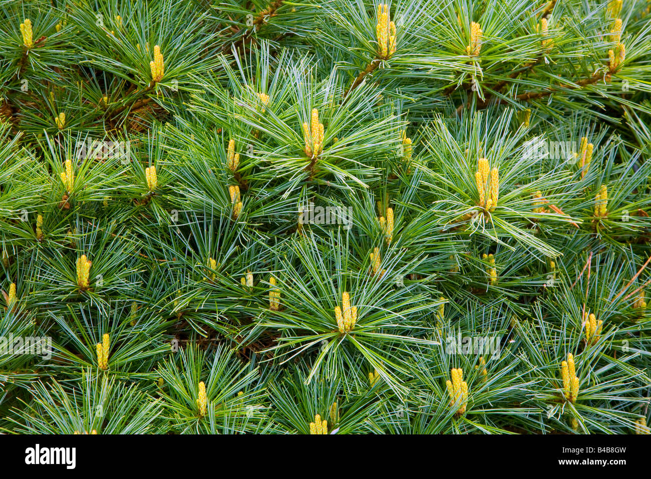 Pine tree needles Stock Photo Alamy