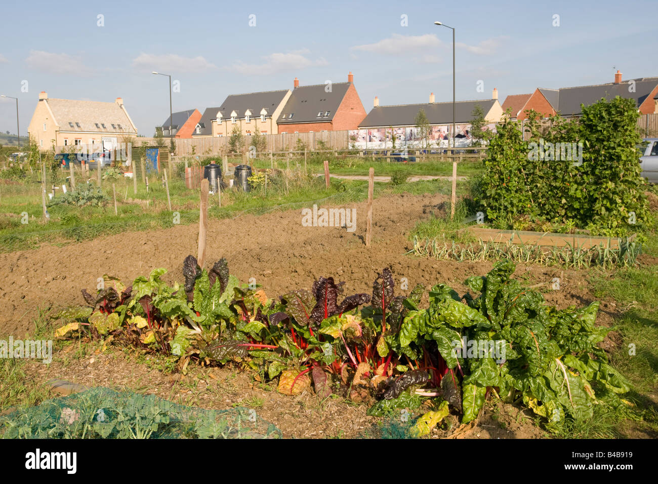 Vegetable growing public allotments Bishops Cleeve Cheltenham UK Stock Photo