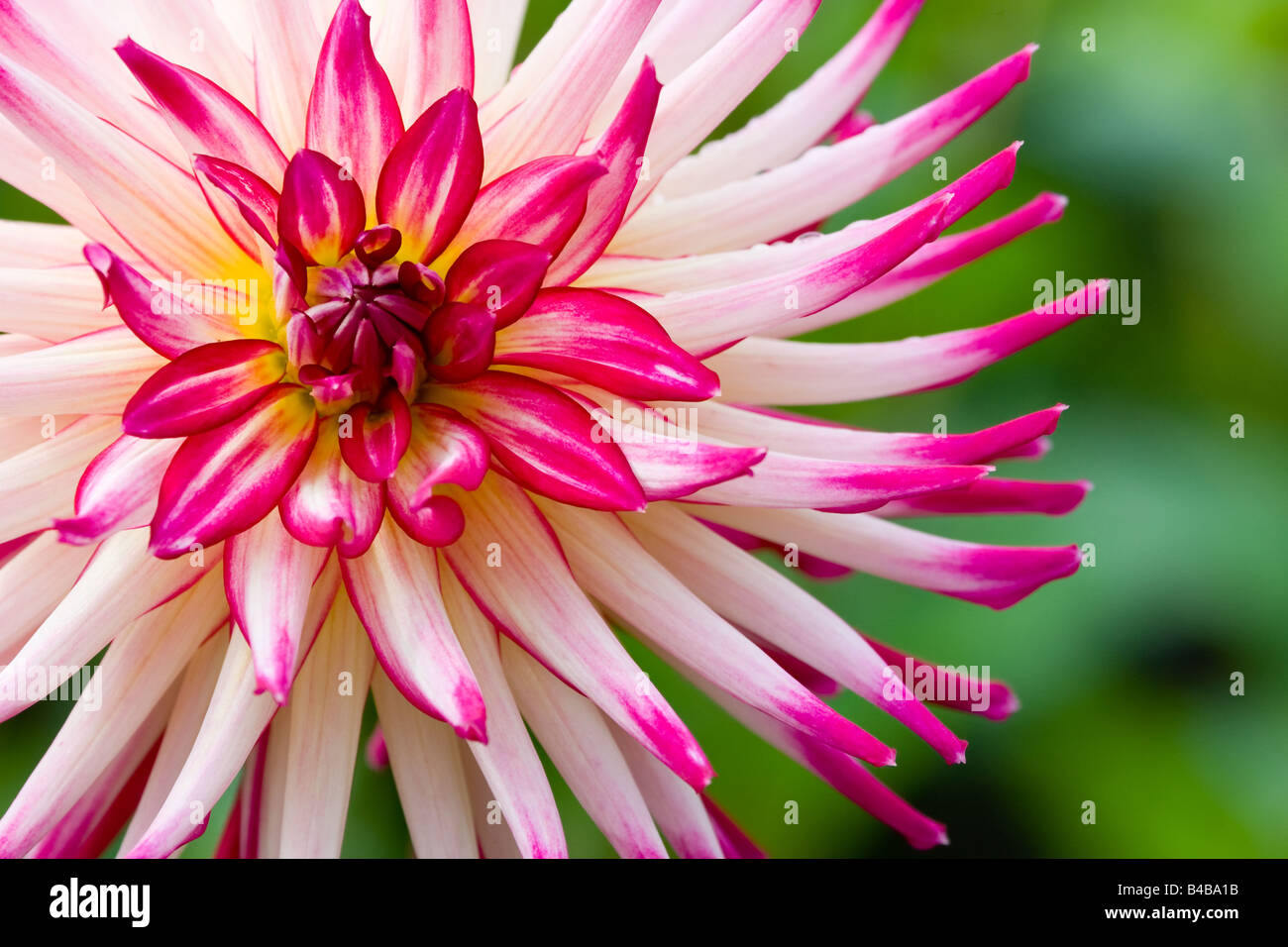 A pink and white cactus type dahlia fills most of the frame, with a ...