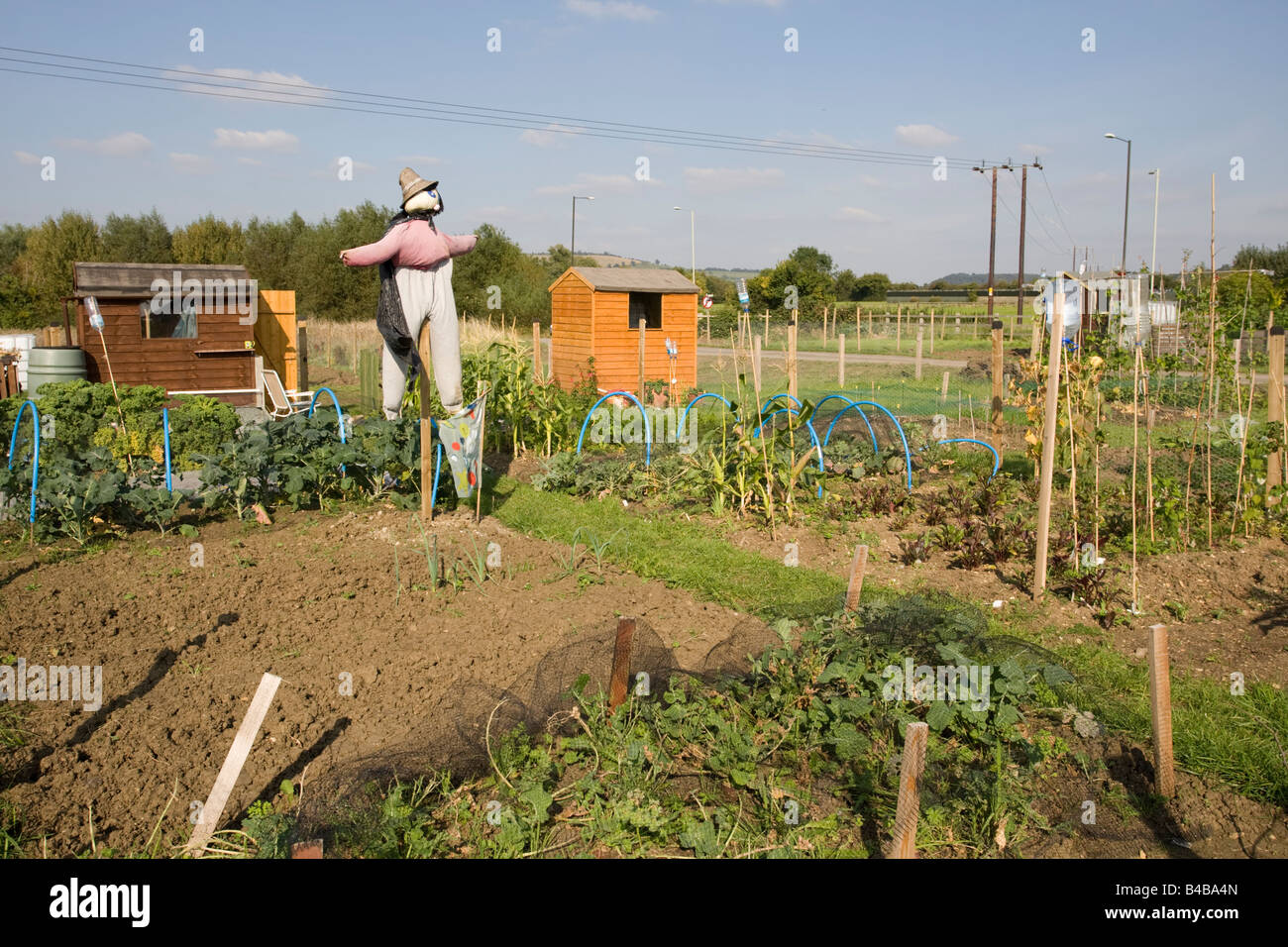 Scarecrow on public allotments vegetable plots