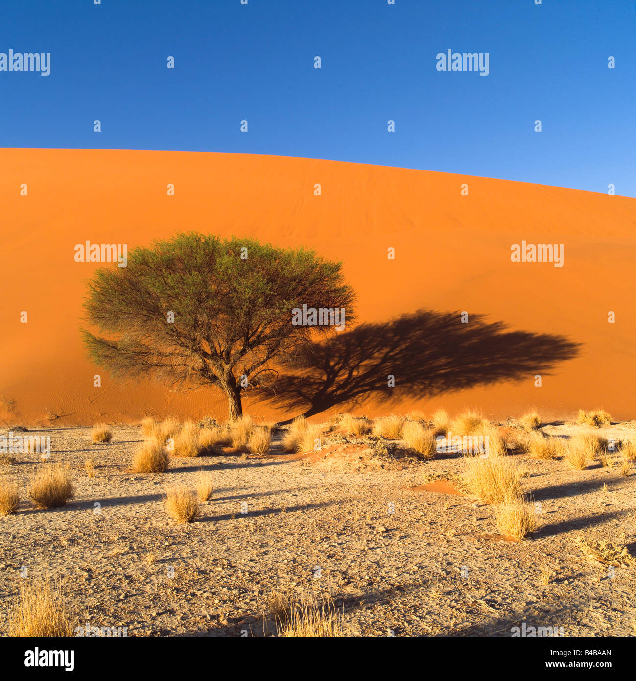 Tree in desert, Namibia, Africa Stock Photo Alamy