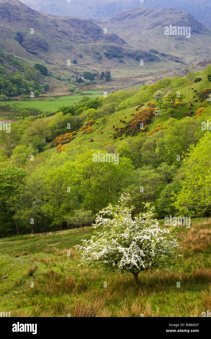 Spring in the Glaslyn Valley Snowdonia Wales Stock Photo Alamy