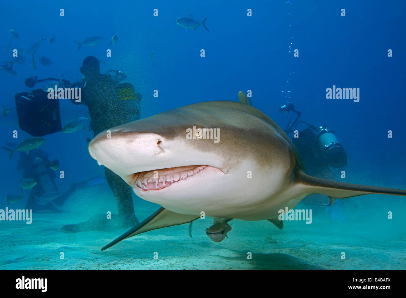 Lemon Shark Negaprion brevirostris and scuba divers West End Grand
