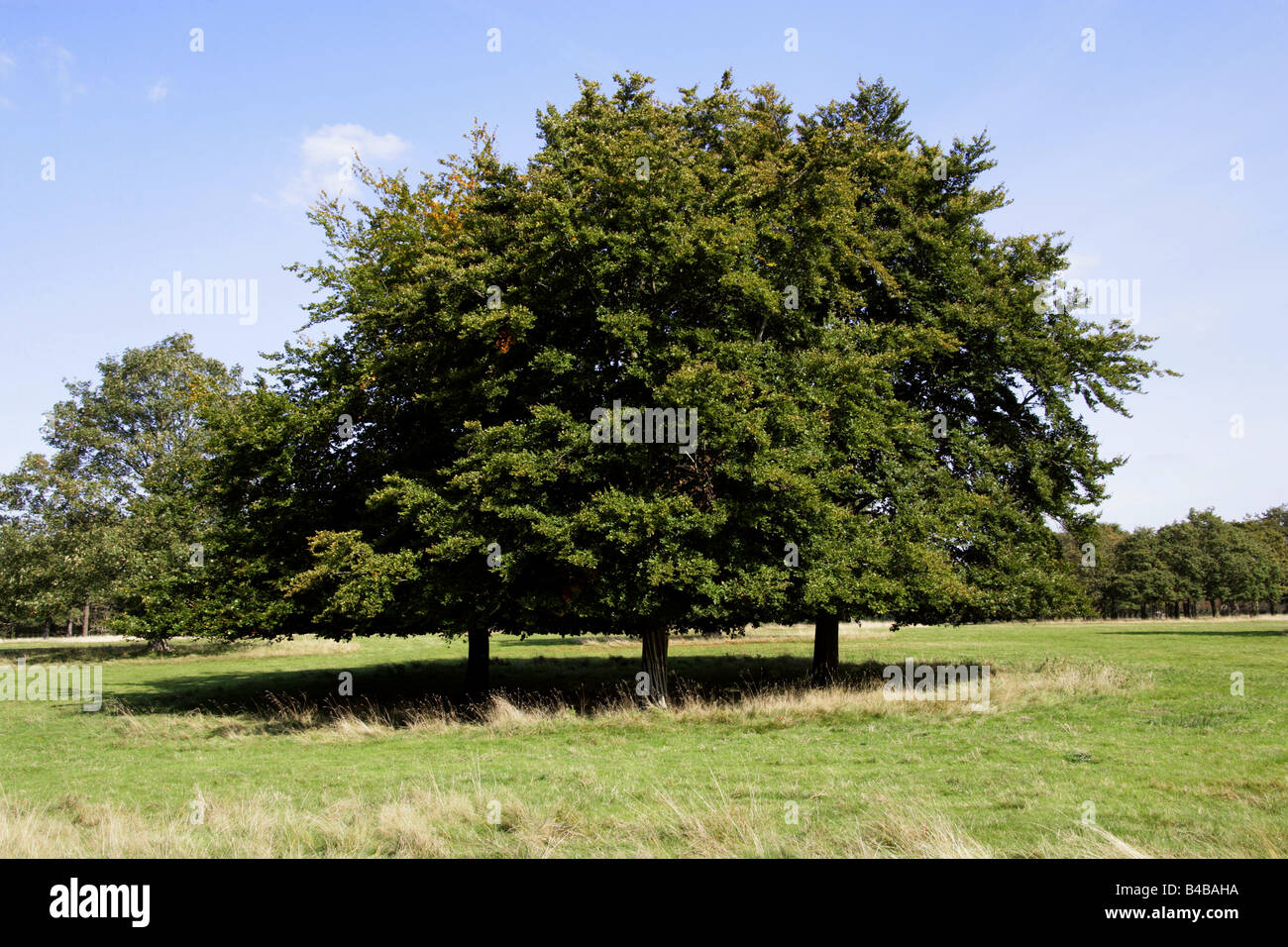 Beech Trees Stock Photo