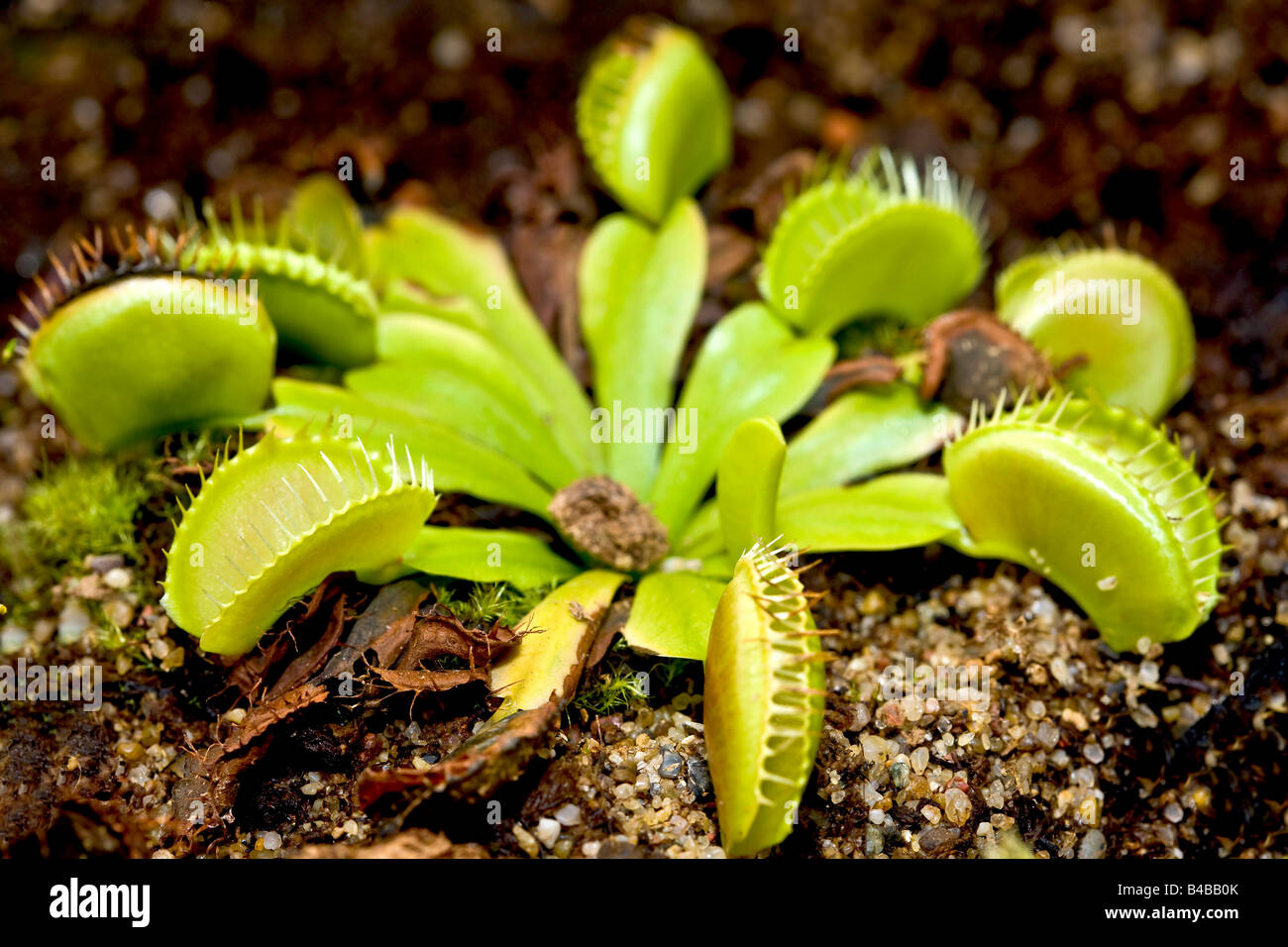 The Venus Flytrap Stock Photo