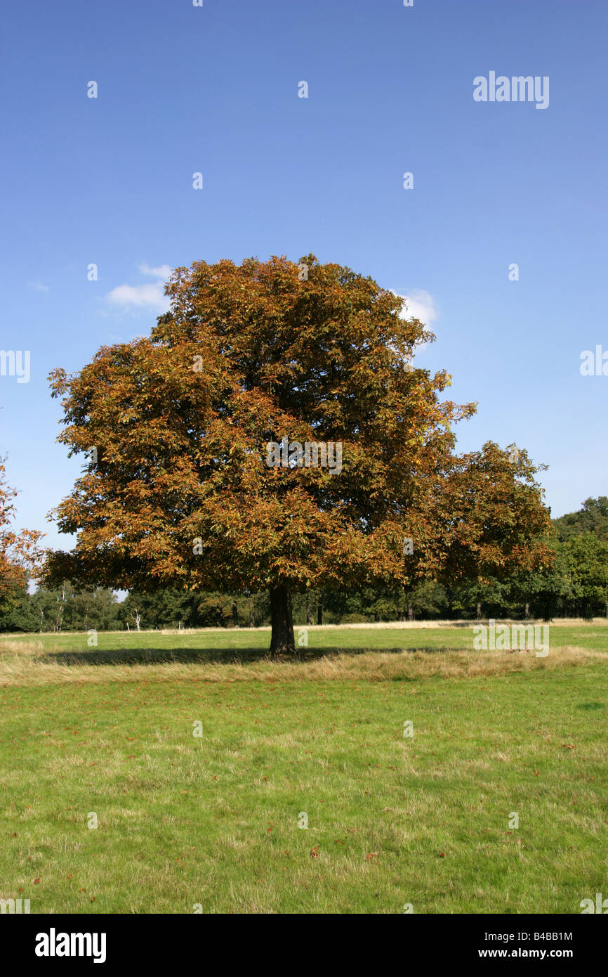 Horse Chestnut Tree, Aesculus hippocastanum Stock Photo