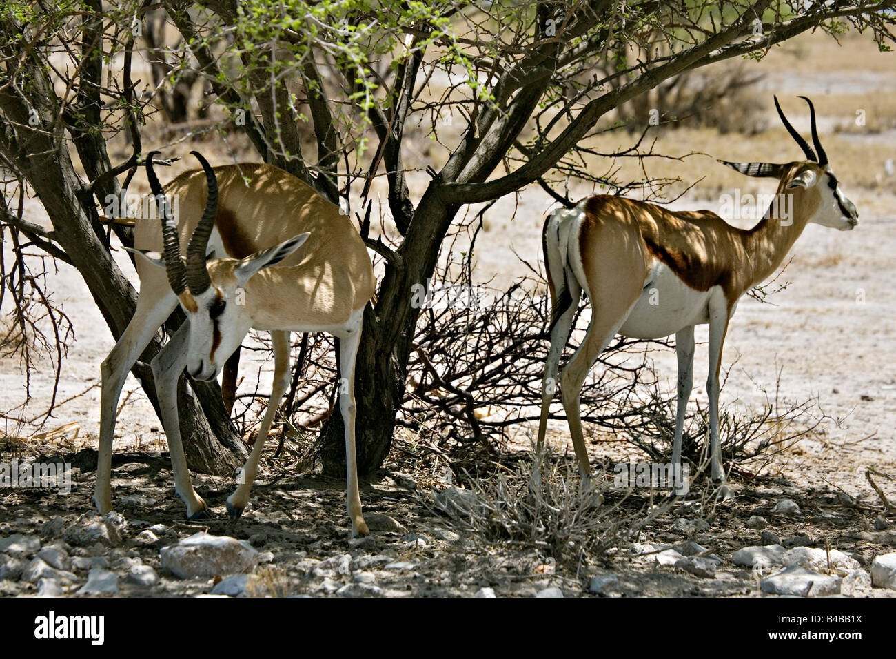 Wild Springbucks Animal behaviour animal behavior hi-res stock photography and images ...