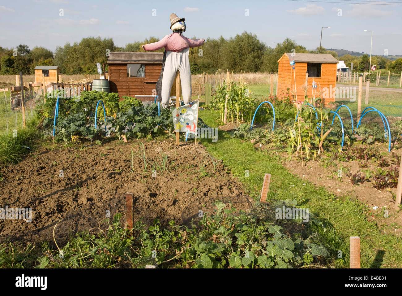 Scarecrow on public allotments vegetable plots Cleeve