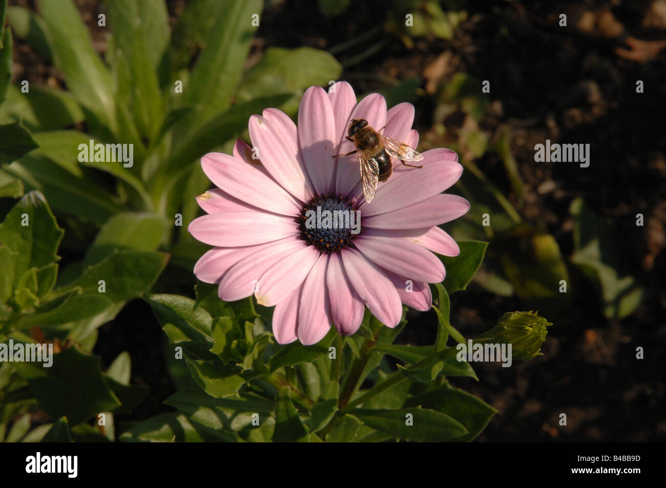 A bee taking pollen from an African Daisy Dimorphotheca Stock Photo