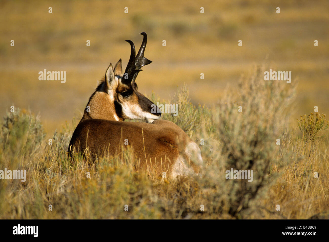 Pronghorn Antilocapra americana male lying down resting in the sage brush in Yellowstone Stock Photo