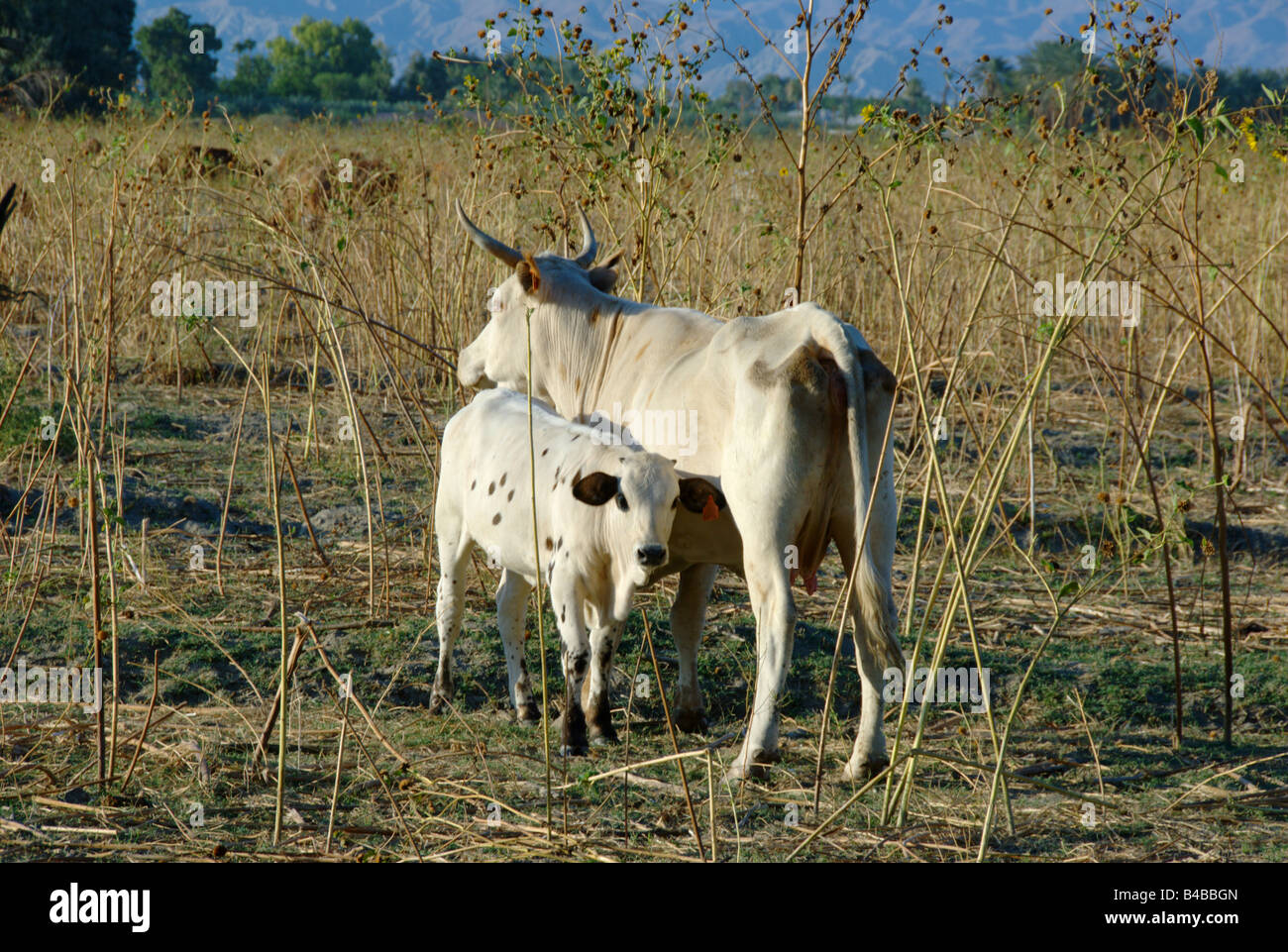 Texas longhorn cow and calf Southern California USA Stock Photo
