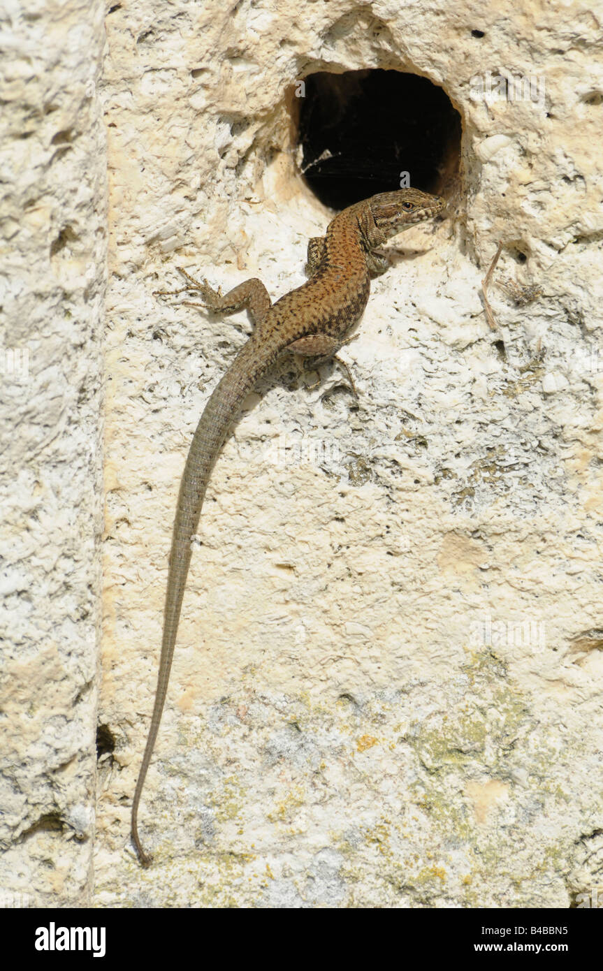 The Common Wall Lizard (Podarcis muralis) Stock Photo