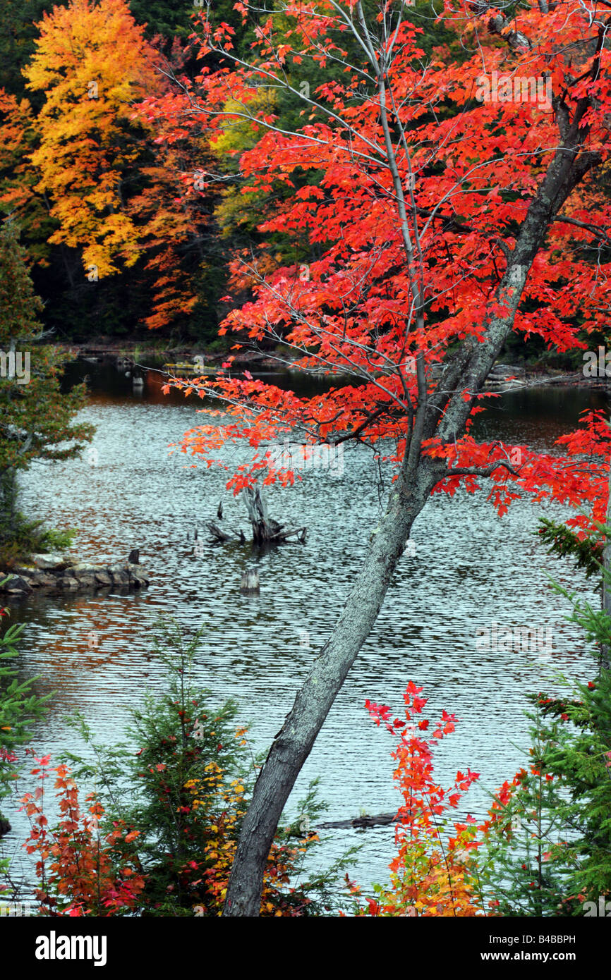 Early autumn in Algonquin Park パステル画 Autumn, Algonquin Park (double sided panel) by Alexander