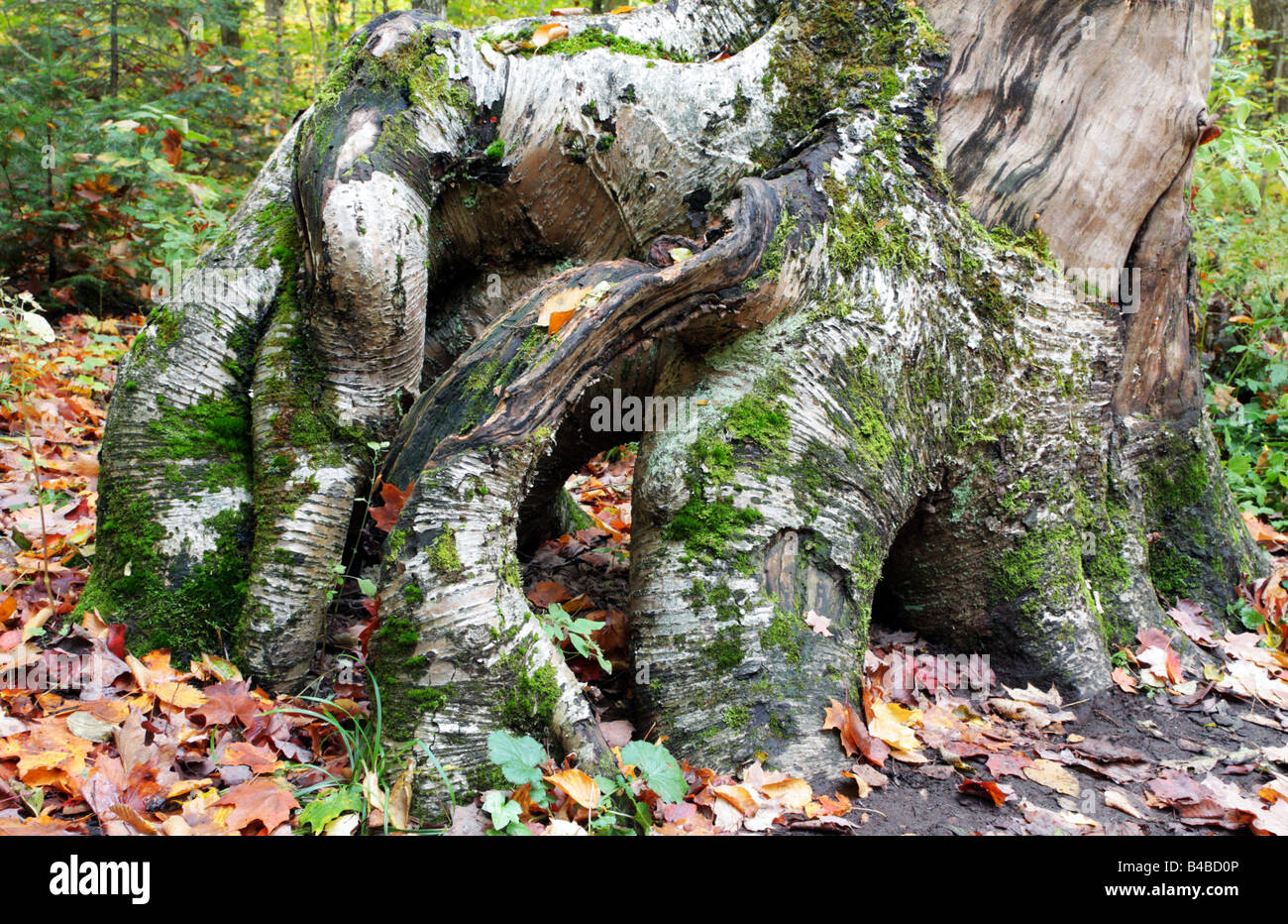 Giant birch tree roots near Algonquin Provincial Park of Ontario Stock
