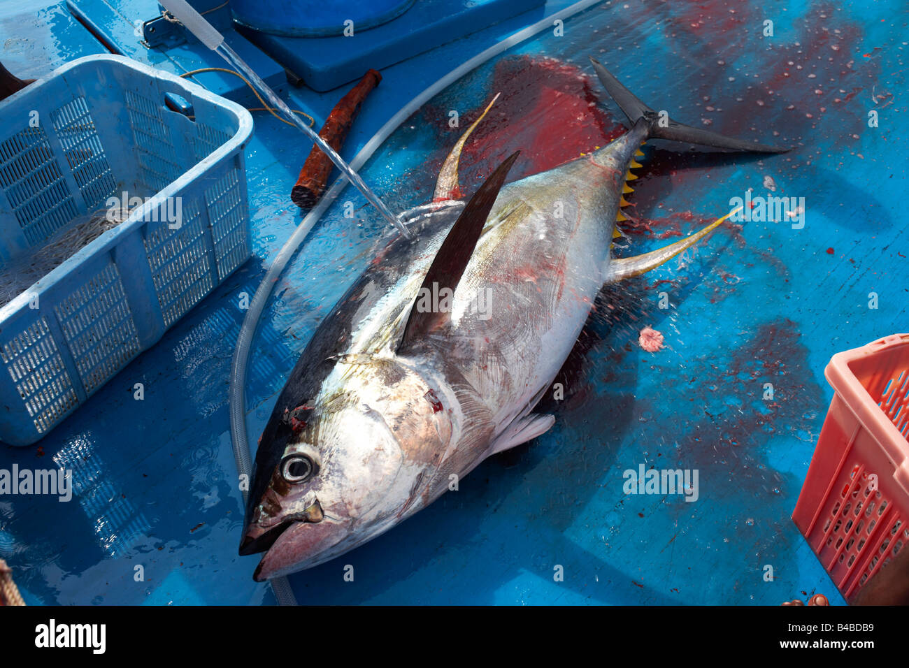 Hosing down a freshly-killed line caught yellowfin tuna fish on the blue deck of a traditional dhoni fishing boat, Maldives Stock Photo