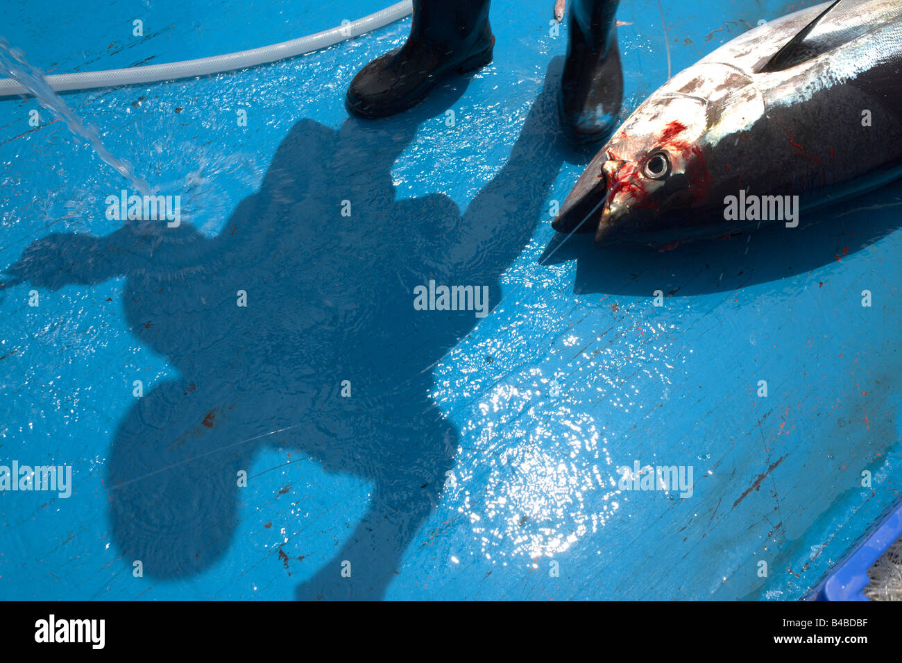 Hosing down a freshly-killed line caught yellowfin tuna fish on the blue deck of a traditional dhoni fishing boat, Maldives Stock Photo
