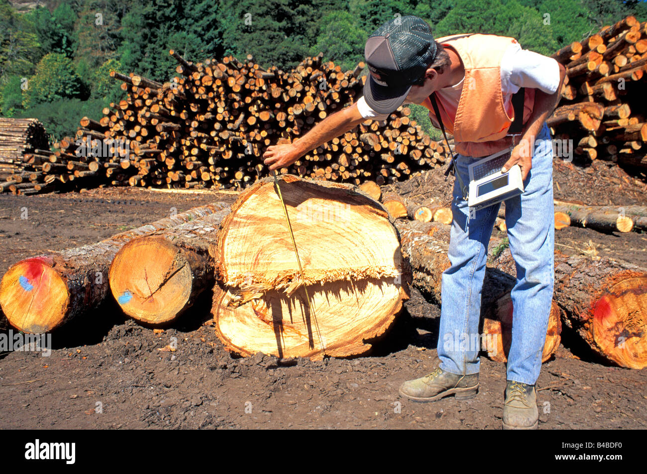 Scaler measures logs at lumber mill Scotia California Stock Photo