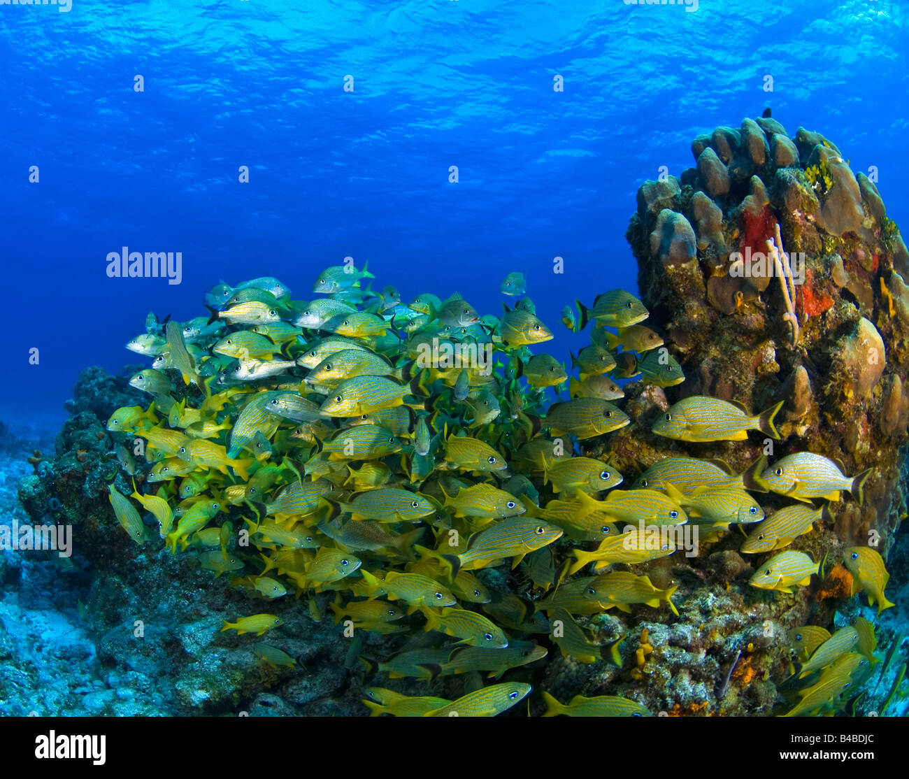 Schooling fish on coral reef, Cozumel, Mexico Stock Photo