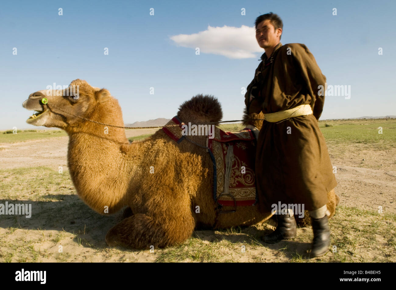 A Mongol man and his Bactrian camel. Stock Photo