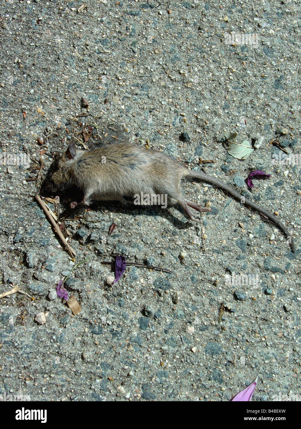Urban Scene of a Dead Mouse on the Sidewalk Copy Space Stock Photo Alamy