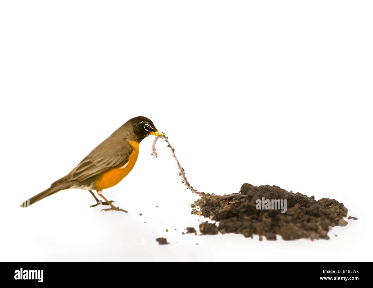 A robin catching a worm Stock Photo Alamy