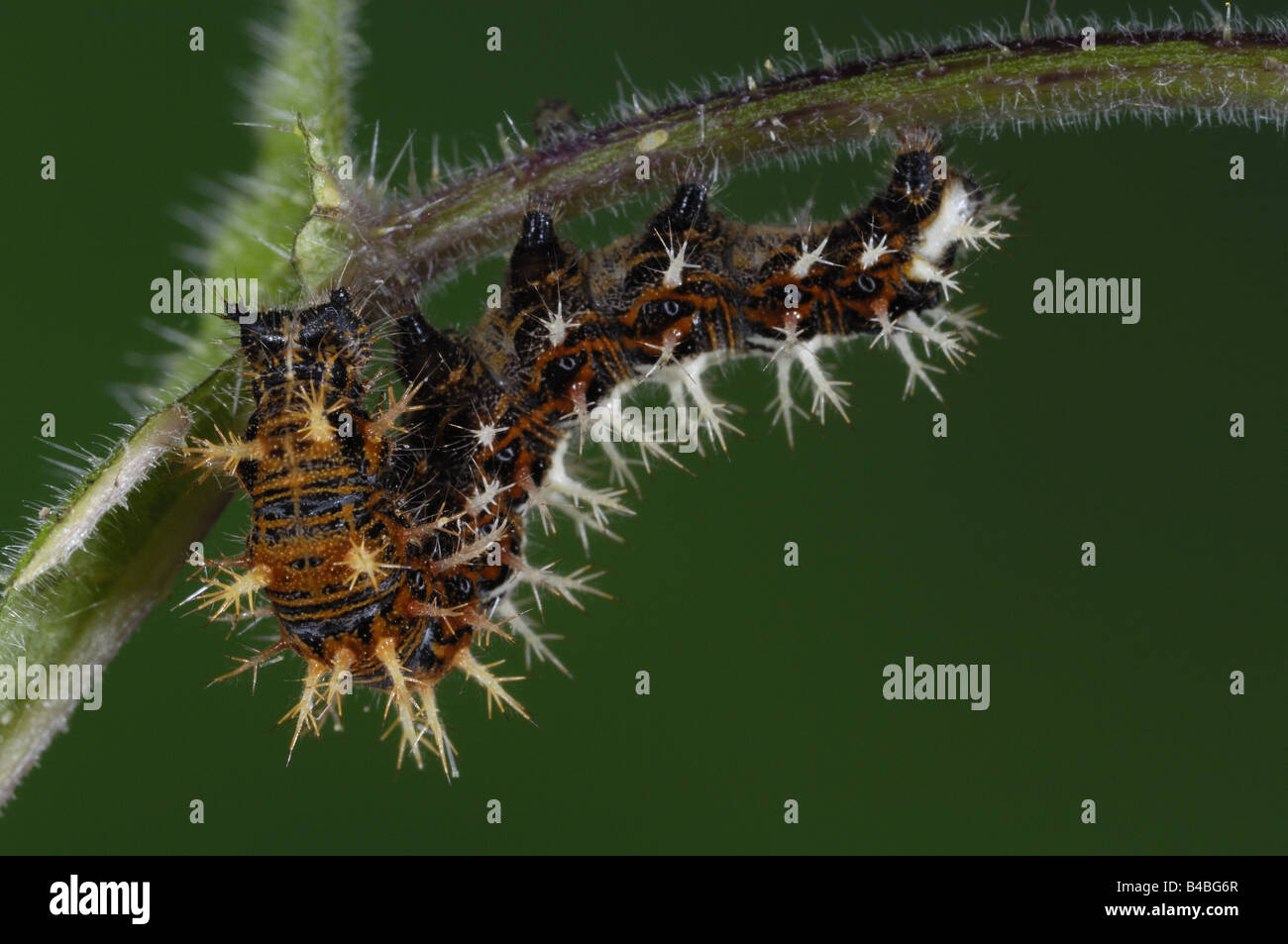 Comma Butterfly Polygonia c album final instar larva or caterpillar Oxfordshire UK Stock Photo