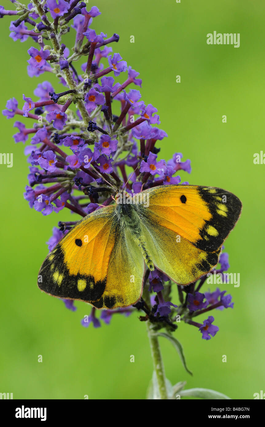 Clouded Yellow Butterfly Colias croceus feeding on Buddleia flower Stock Photo
