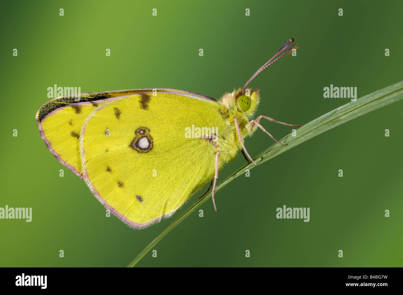 Clouded Yellow Butterfly Colias croceus resting on blade of grass Stock Photo
