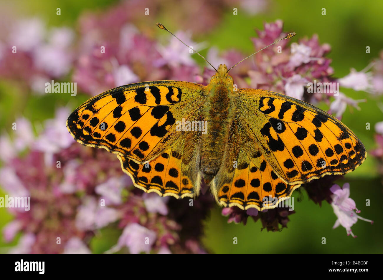 Queen of Spain Fritillary Butterfly Issoria lathonia resting on majoram flowers Stock Photo