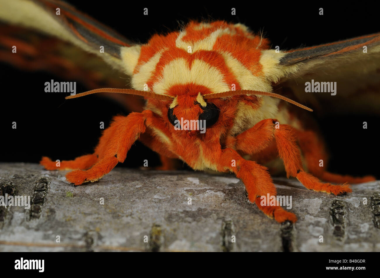 Regal Silkmoth Citheronia regalis also known as the Royal Walnut Moth