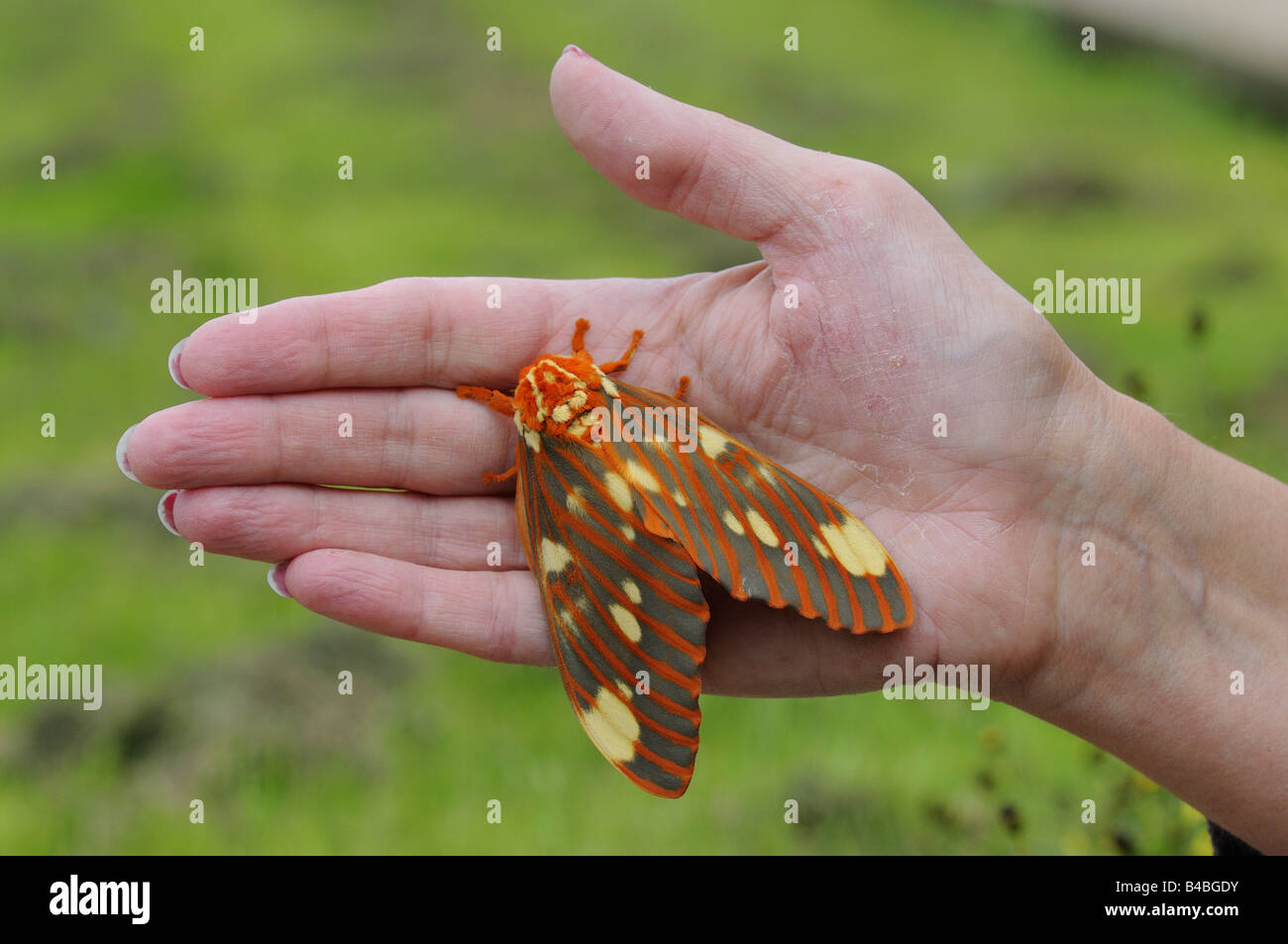 Regal Silkmoth Citheronia regalis also known as the Royal Walnut Moth