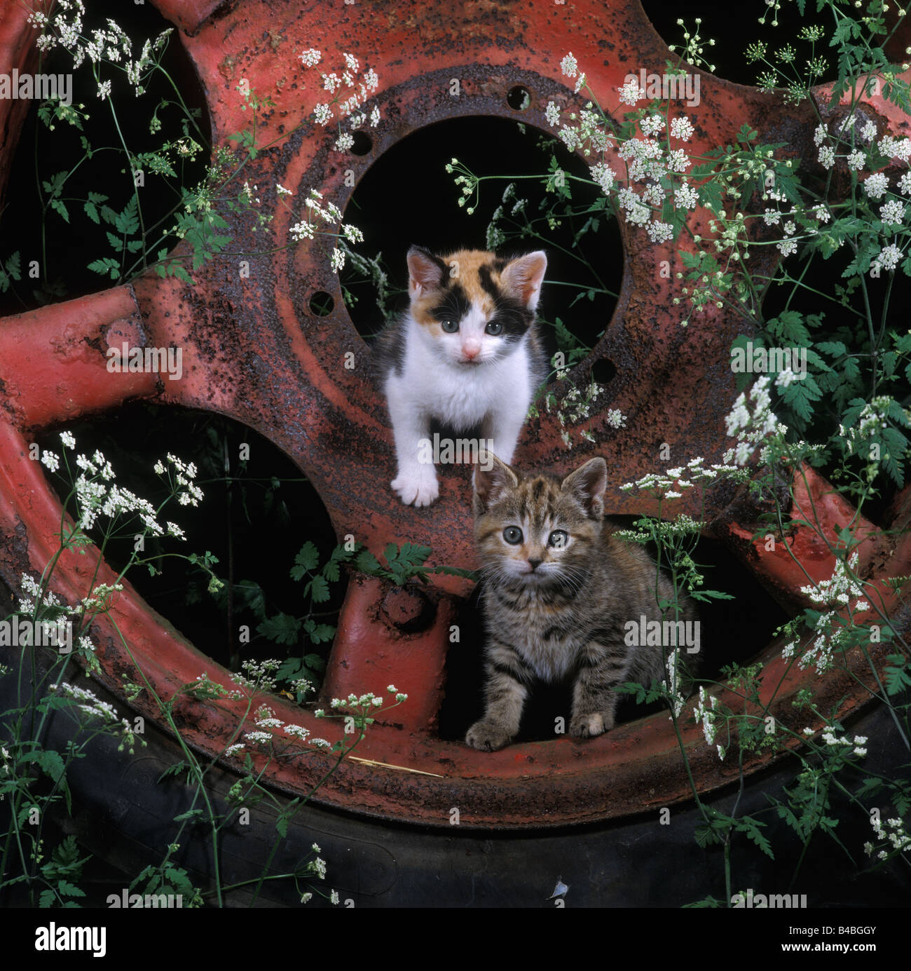 CAT, Tabby and tortoiseshell and white kittens on tractor wheel Stock ...