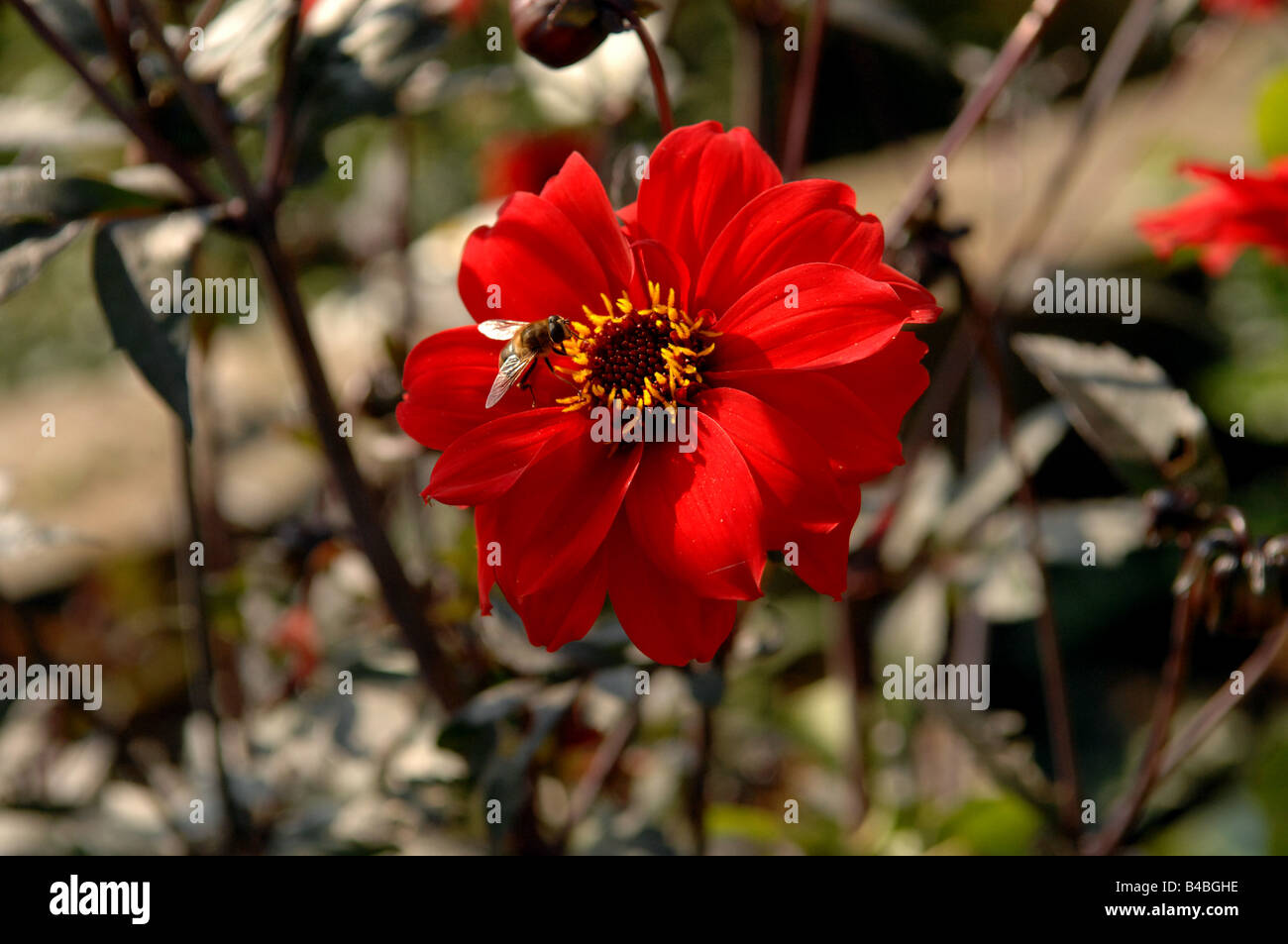 A bee taking pollen from a Red Leaved Dahlia Stock Photo