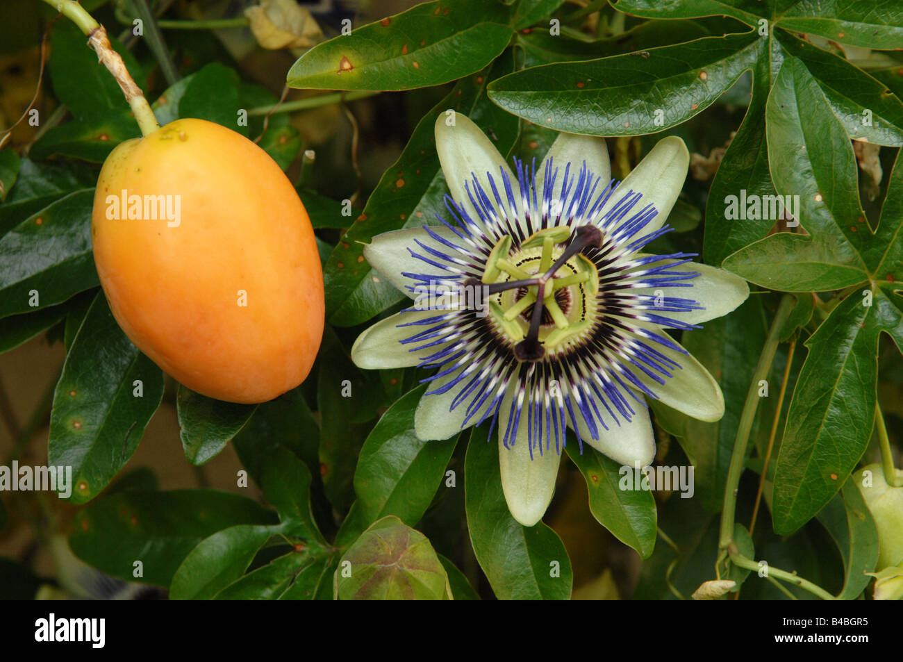 Passion Flower and fruit Passiflora Caerulea Stock Photo
