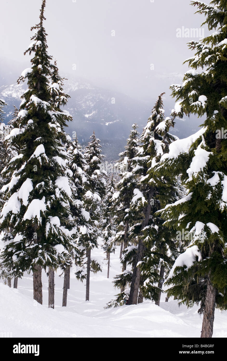 Mountains covered in trees hi-res stock photography and images - Alamy