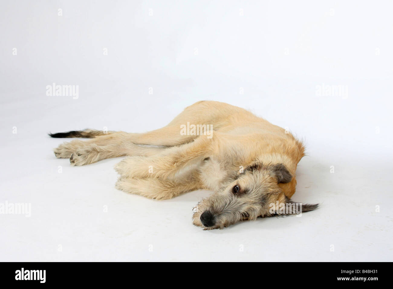 Irish Wolfhound 6 month Stock Photo - Alamy