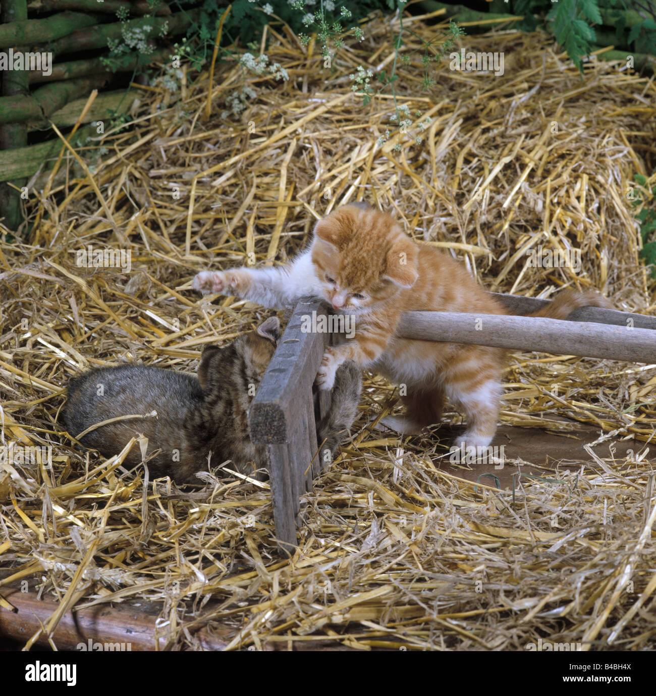 Kitten in the straw hi-res stock photography and images - Alamy