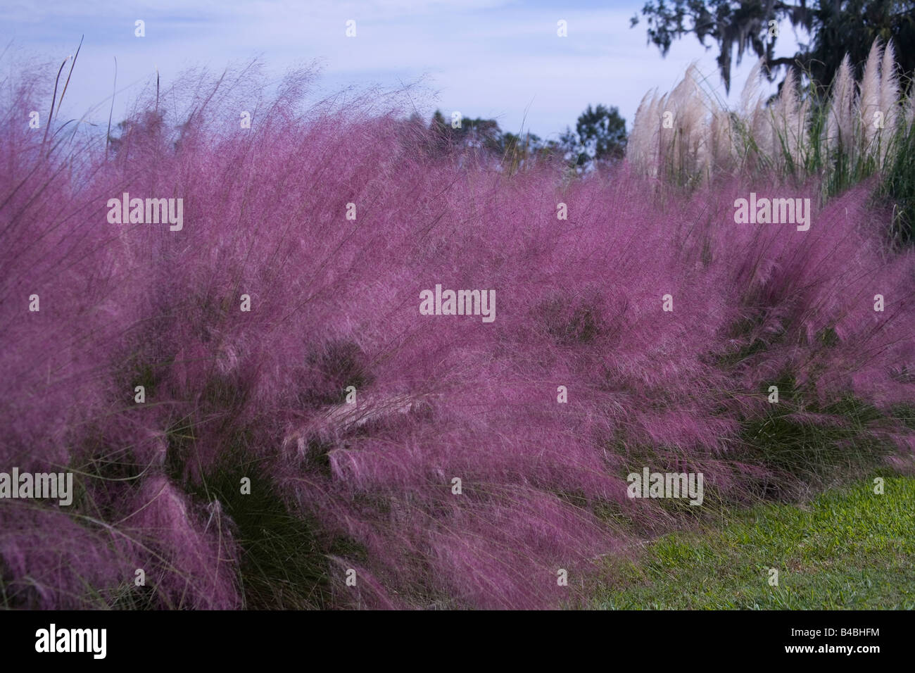 Sweetgrass blooming along the banks of the Ashley River at Middleton Place Plantation in Charleston SC Stock Photo