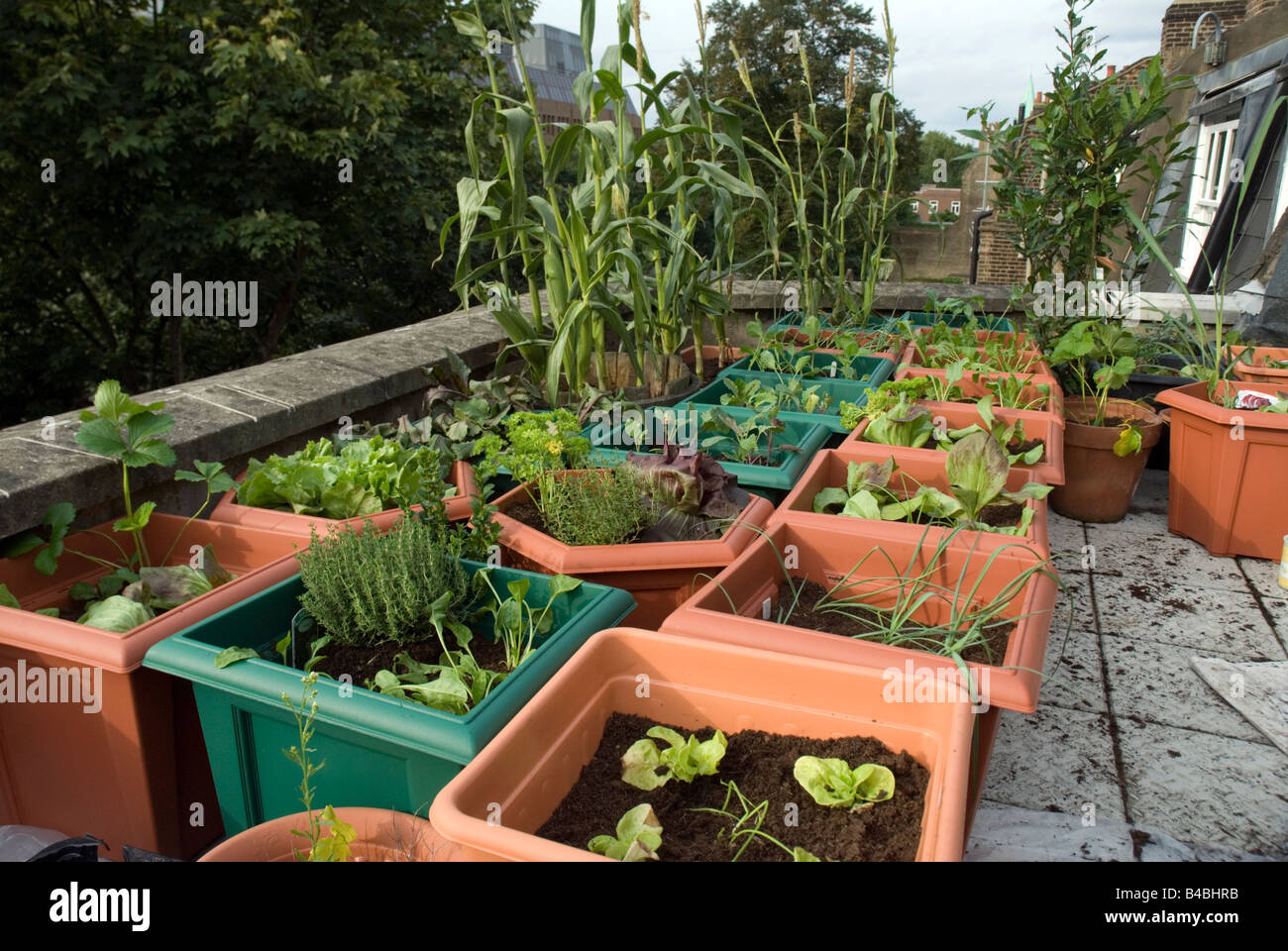 Vegetables and salads growing in plastic pots on rooftop urban vegetable  garden London Stock Photo - Alamy