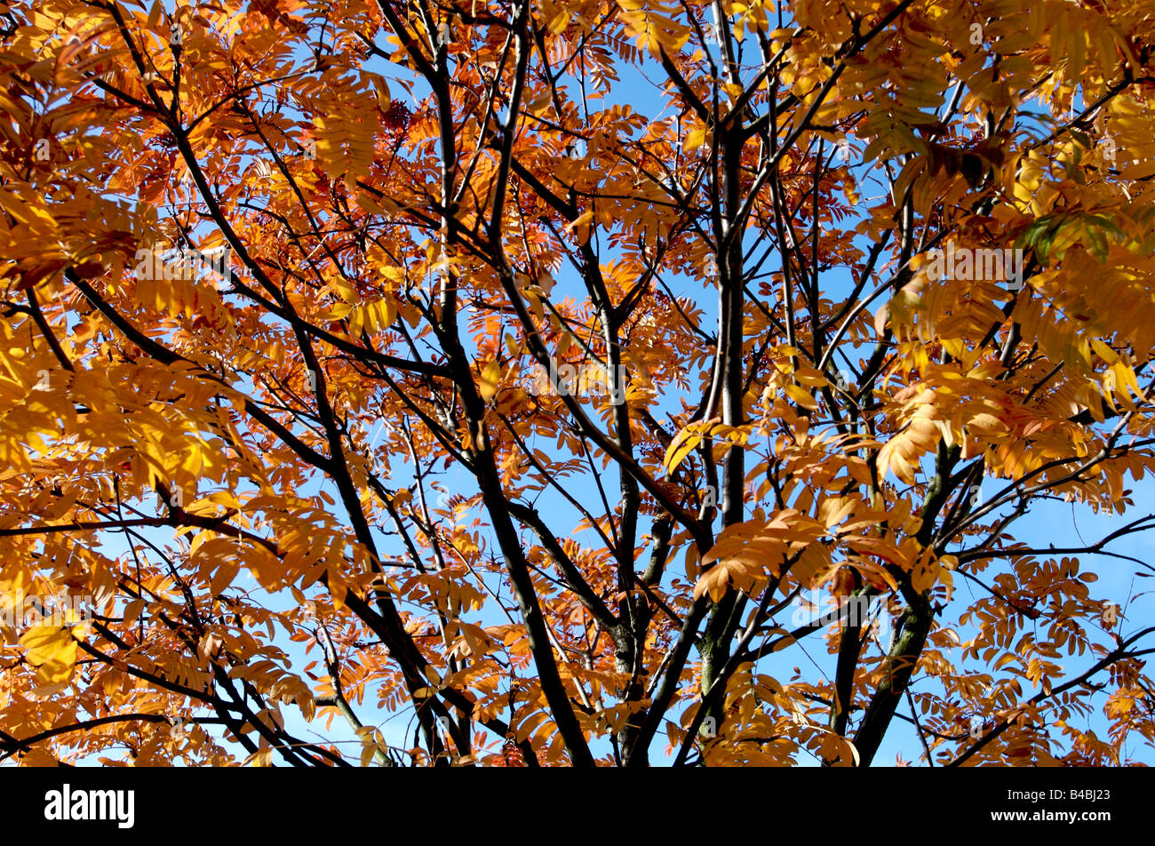 A tree with Autumnal yellow leaves Stock Photo - Alamy