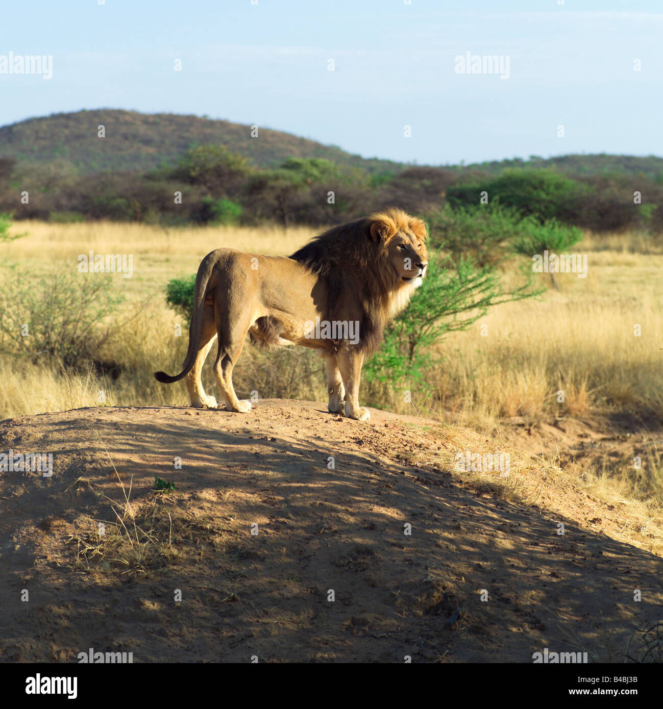 Lion of africa hi-res stock photography and images - Alamy