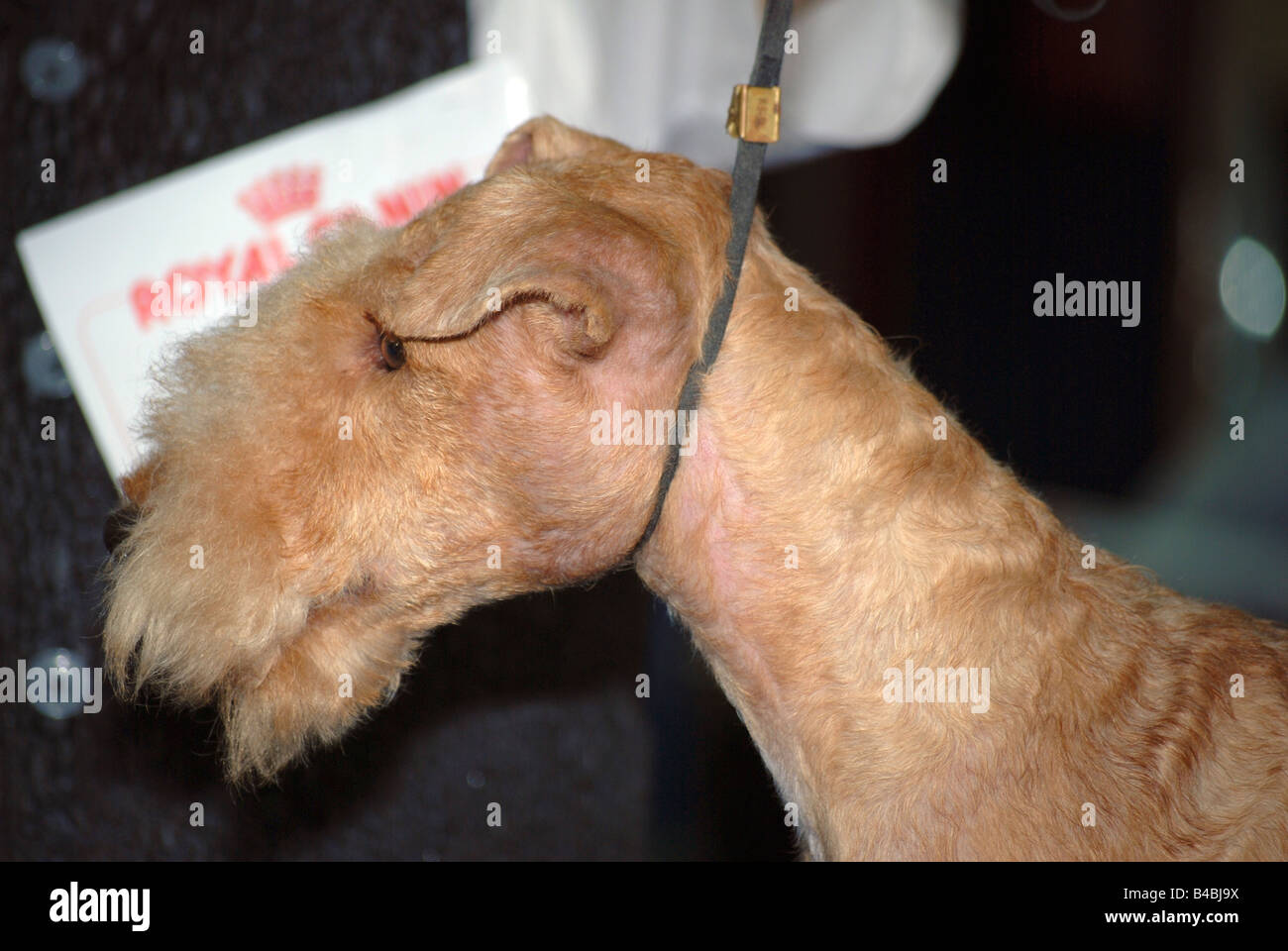 Lakeland terrier at a dog show Property Release available Stock Photo